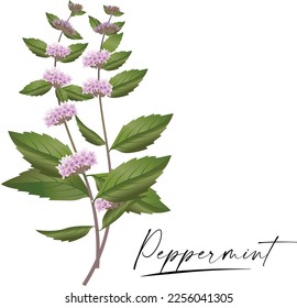 Vector watercolor mint. Hand painting. Illustration in style of the herbarium. Illustration for greeting cards, invitations, and other printing projects.
