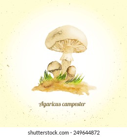Vector watercolor mushroom champignon - agaricus on graund with grass.