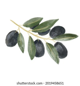 Vector watercolor olive branch with leaves and fruits. Lovely design element to make your own pattern, laurels and compositions. Great for wedding or invitations