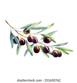 vector watercolor olive branch on white background