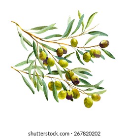 vector watercolor olive branch on white background