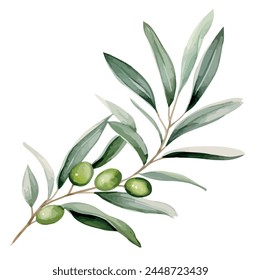 Vector watercolor olive on tree branch isolated on white background, olive vector, illustration, graphic logo, olive design, design art