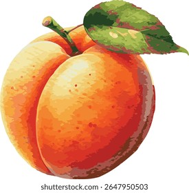 Vector watercolor painted illustration of an apricot