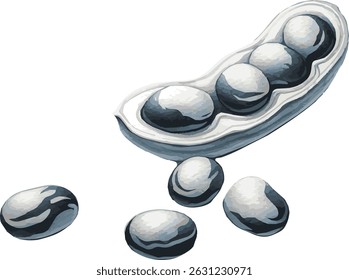 Vector watercolor painted illustration of black and white beans