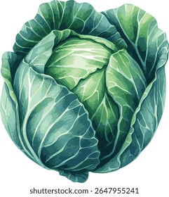 Vector watercolor painted illustration of a cabbage