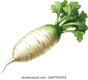 Vetor aquarela pintada ilustração de um daikon