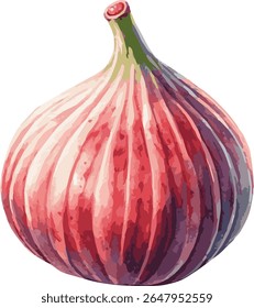 Vector watercolor painted illustration of a fig