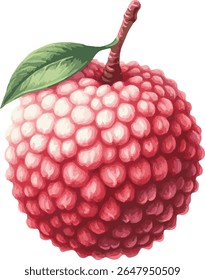 Vector watercolor painted illustration of a lychee