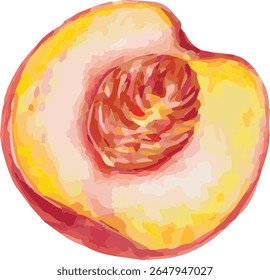 Vector watercolor painted illustration of peach