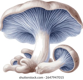 Vector watercolor painted illustration Pleurotus ostreatus
