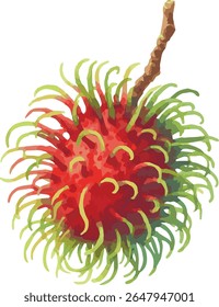 Vector watercolor painted illustration of a rambutan