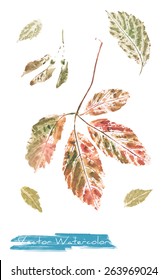 A vector watercolor: painting of autumn leaves of wild grape made as watercolor monotype