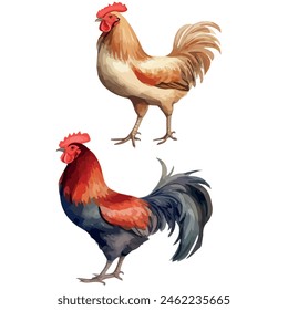 Vector watercolor painting of beautiful hen and rooster, isolated on white background, graphic art, painting clipart, graphic design