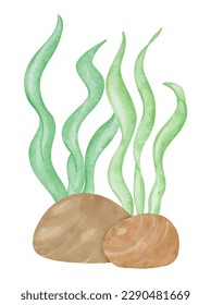 Vector Watercolor painting of Green Seaweed with round rocks