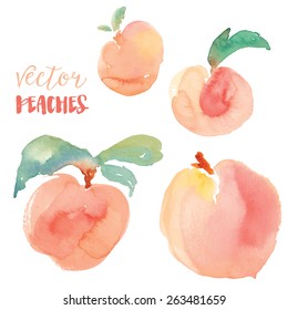 Vector Watercolor Peaches Fruit 