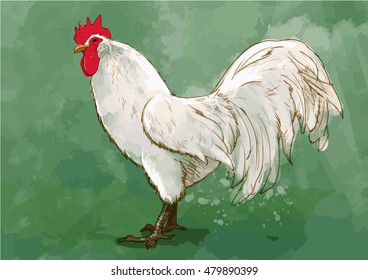 Vector watercolor picture of white cock