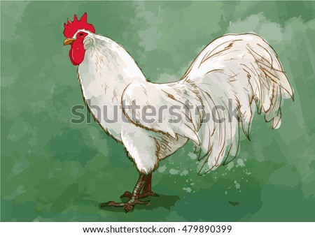 Vector watercolor picture of white cock