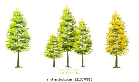 Vector watercolor of pine tree side view isolated on white background for landscape  and architecture drawing, elements for environment and garden, painting botanical for section and elevation