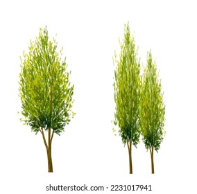 Vector watercolor of pine tree side view isolated on white background for landscape  and architecture drawing, elements for environment and garden, painting botanical for section and elevation 