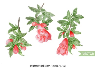 Vector watercolor pomegranate tree branches with flowers. Hand drawn illustration