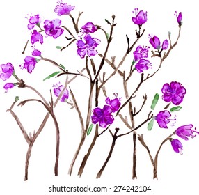 vector watercolor purple labrador tea flowers