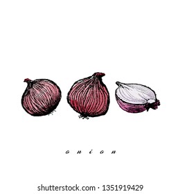 Vector watercolor purple onion