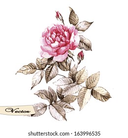 Vector Watercolor Rose. Vector illustration for greeting cards, invitations, and other printing and web projects.