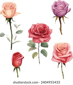 Roses de la acuarela vectorial y deja la ilustración floral sobre fondo blanco