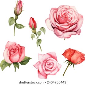 Vector watercolor roses and leaves floral illustration on white background