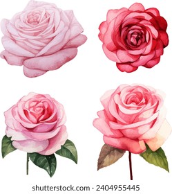 Vector watercolor roses and leaves floral illustration on white background