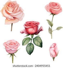 Roses de la acuarela vectorial y deja la ilustración floral sobre fondo blanco