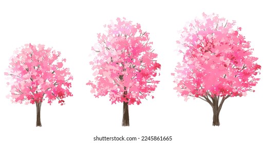 Vector watercolor of Sakura tree side view isolated on white background for landscape and architecture drawing, elements for environment and garden, painting botanical for section