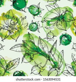 Vector watercolor seamless pattern with jojoba nuts, branch and fruit. Cosmetics and medical plant.