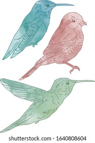 Vector watercolor set of birds, hand drawn isolated birds