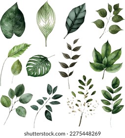 Vector Watercolor set of branches with green leaves, for wedding invitations, greetings, wallpapers, fashion, prints. Eucalyptus, olive green leaves.