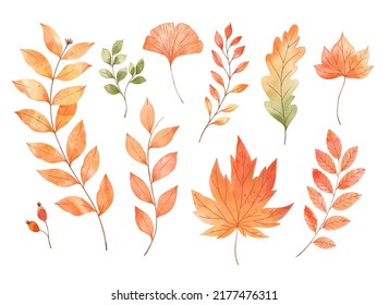 Vector watercolor Set of fall leaves, maple leaf, acorns, berries, spruce branch. Forest design elements. Hello Autumn illustrations. Perfect for seasonal advertisement, invitations, cards