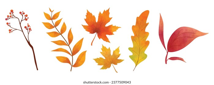 Vector watercolor Set of fall leaves, maple leaf, berries, branch. Forest design elements. Autumn illustrations isolated on white background for seasonal wedding invitations, greeting cards, posters.