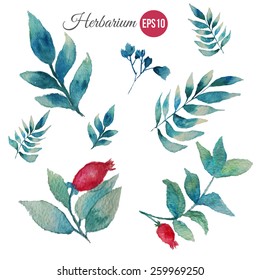 Vector watercolor set of green leaves with berries. Modern elements for your design. Can be used in posters, invitations, banners