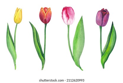 Conjunto de acuarela vectorial de tulipanes.