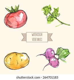 Vector watercolor set of vegetables - tomato, potato, parsley, radish 