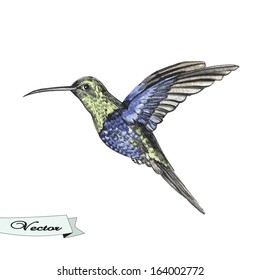 Vector watercolor sketch bird hummingbird  Vector illustration for greeting cards  invitations    other printing   web projects 