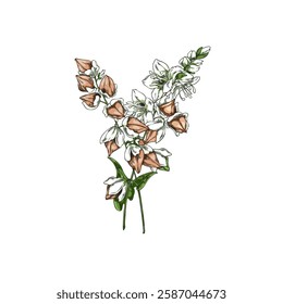 Vector watercolor sketch of buckwheat. Vintage drawing of plant branches with flowers, leaves and seeds. Grain crop hand drawn. Botanical theme. Isolated background.