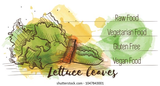 Vector watercolor sketch card of vegetarian food. Eco food. Lettuce leaves isolated on white sketch with characteristics.
