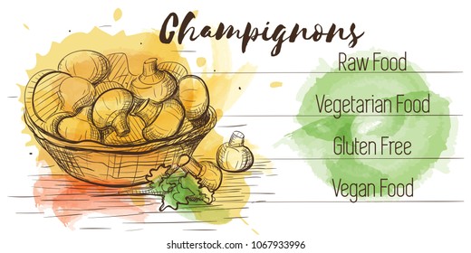 Vector watercolor sketch card of vegetarian food. Eco food. Champignon isolated on white sketch with characteristics.
