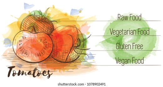 Vector watercolor sketch card of vegetarian food. Eco food. Tomatoes isolated on white sketch with characteristics.