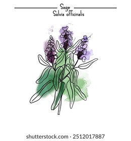 Ilustração de esboço em aquarela vetorial de Herb sage