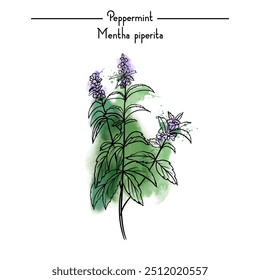 Vector watercolor sketch illustration of Herb Peppermint