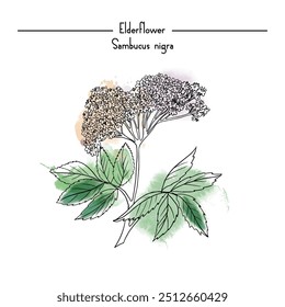 Vector ilustración de boceto de acuarela de hierba Elderflower