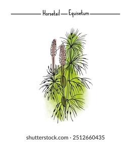 Ilustração de esboço em aquarela vetorial de Herb Horsetail