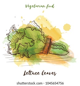 Vector watercolor sketch vegetarian food. Eco food. Lettuce leaves isolated on white sketch.